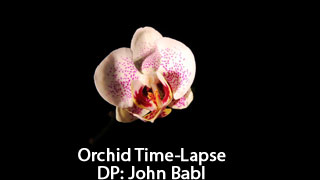 Orchid Time-Lapse