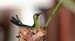 Humming bird