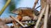 Iguana