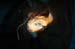 Incision5