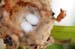 Nest with eggs
