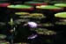 Plants2