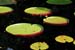 Plants3