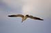 Seagull