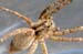 Spider macro